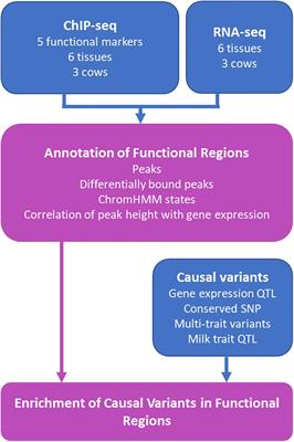 Putative Causal Variants Are Enriched in Annotated Functional Regions From Six Bovine Tissues